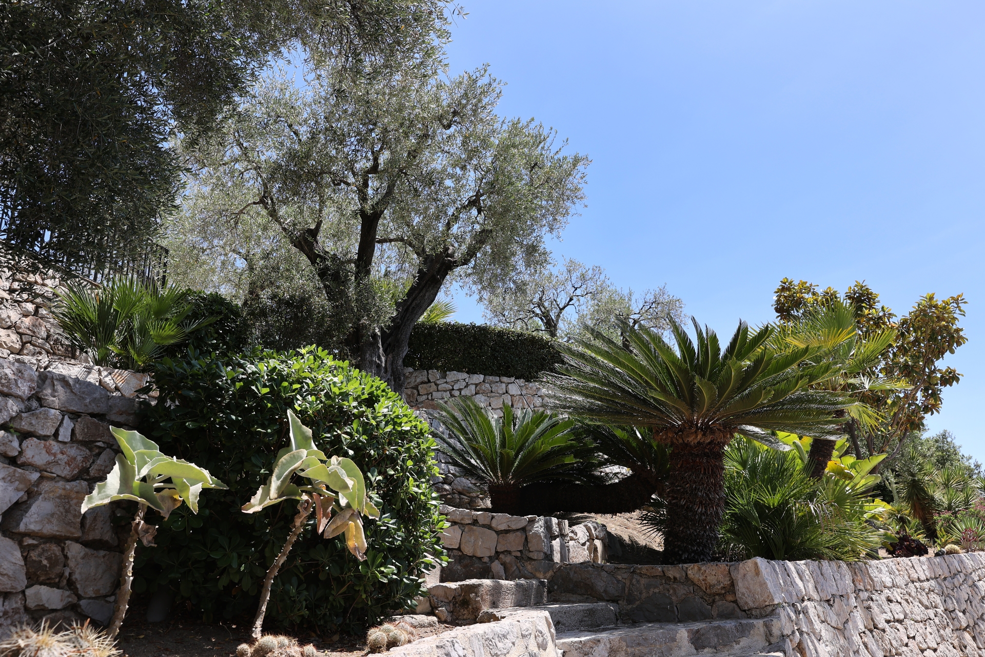Dotta Villa for sale - VILLA « LE MAS DES OLIVIERS » - Menton - Menton  - img029